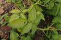 Potato leaves symtomp on minor and trace element defficiency Royalty Free Stock Photo