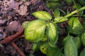 Potato leaves symtomp on minor and trace element defficiency Royalty Free Stock Photo