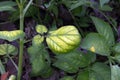 Potato leaves symtomp on minor and trace element defficiency Royalty Free Stock Photo