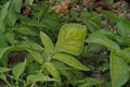 Potato leaves symtomp on minor and trace element defficiency Royalty Free Stock Photo