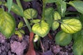 Potato leaves symtomp on minor and trace element defficiency Royalty Free Stock Photo