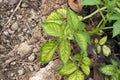 Potato leaves symtomp on minor and trace element defficiency Royalty Free Stock Photo