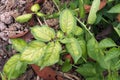 Potato leaves symtomp on minor and trace element defficiency Royalty Free Stock Photo