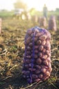 A potato mesh bag of on ground after harvest. Harvesting organic vegetables in autumn. Agroindustry and agribusiness. Collection