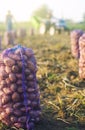 A potato mesh bag of on ground after harvest. Harvesting organic vegetables in autumn. Collection, packaging and transportation.