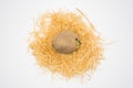 Potato on the nest with isolated white background shooting in studio