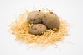 Potato on the nest with isolated white background shooting in studio