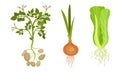 Potato and Onion as Fresh Vegetables with Rootstock and Top Leaves Vector Set