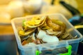 Potato peel in a plastic container, close-up on a blurred background. Food waste sorted separately. Composting leftovers after Royalty Free Stock Photo