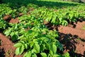 Potato plant