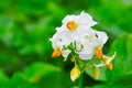 Potato plant