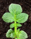 Potato plant Royalty Free Stock Photo