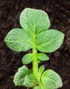 Potato plant