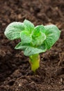 Potato plant Royalty Free Stock Photo
