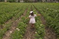 Potato plant beds on a farm. Young potato plant growing on the soil. Potatoes in the garden at the height of flowering. Royalty Free Stock Photo