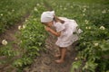 Potato plant beds on a farm. Young potato plant growing on the soil. Royalty Free Stock Photo