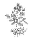 Potato plant engraving