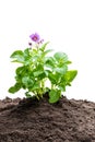 Potato plant with flowers in soil isolated on white Royalty Free Stock Photo