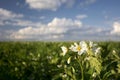 Potato plant flowers on sunny day, Midwest, USA