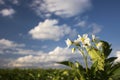 Potato plant flowers on sunny day, Midwest, USA Royalty Free Stock Photo