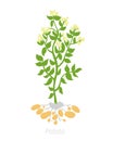 Potato plant. Growing plants. Solanum tuberosum. Agriculture cultivated plant. Green leaves. Flat vector color Illustration Royalty Free Stock Photo