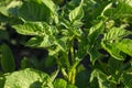 Potato plant growing on the soil Royalty Free Stock Photo