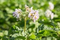 Potato plant growing on the soil Royalty Free Stock Photo