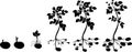 Potato plant growth cycle with silhouettes of plants Royalty Free Stock Photo