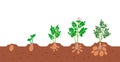 Potato plant growth cycle. Stages of growing of potato plants in ground. Vector illustration Royalty Free Stock Photo