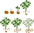 Potato plant growth cycle Royalty Free Stock Photo