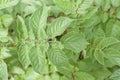 Potato plant leaves photographed from above in spring