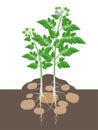 Potato plant with leaves and tubers beginning to swell in the ground vector illustration isolated on white background. Royalty Free Stock Photo