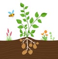 Potato plant leaves tubers illustration vector Royalty Free Stock Photo