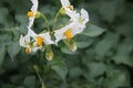 The potato plant macrophotography. Yellow stamen. White petals. Royalty Free Stock Photo