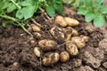 Potato plant outside the soil with raw potatoes Royalty Free Stock Photo