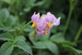 The Potato plant photo. Green background. Purple petals. Amazing Nature. Royalty Free Stock Photo