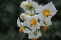 The potato plant photo. Yellow stamen. White petals. Beautiful blossoms. Royalty Free Stock Photo