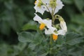 The potato plant photography. Yellow stamen. White petals. Royalty Free Stock Photo