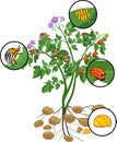 Potato plant with root system and different stages of development of Colorado potato beetle or Leptinotarsa decemlineata