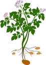 Potato plant silhouette Royalty Free Stock Photo