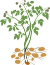 Potato plant silhouette Royalty Free Stock Photo