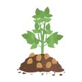 Potato Plant with Soil Royalty Free Stock Photo