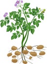 Potato plant