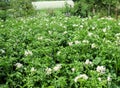 Potato plantation in bloom in the garden Royalty Free Stock Photo