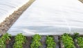 Potato plantation covered with spunbond agrofibre. Agriculture industry technologies. Innovative materials. Farming agronomy Royalty Free Stock Photo