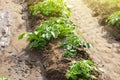 Potato plantation on a farm field. Cultivation and care, harvesting in late spring. Agroindustry and agribusiness. Agriculture, Royalty Free Stock Photo