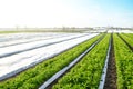 Potato plantation farm fields on a sunny day. Agriculture, growing food vegetables. Use of spunbond agrofibre technology to