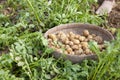 Potato plantation field in Thakurgong, Bangladesh.