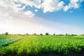 Potato plantations grow in the field. fresh healthy organic vegetables. farmlands agriculture. Royalty Free Stock Photo