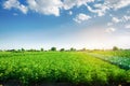 Potato plantations grow in the field. fresh healthy organic vegetables. farmlands agriculture. Royalty Free Stock Photo